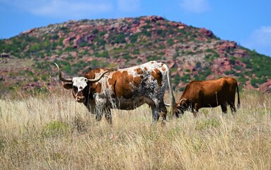 Free range longhorn