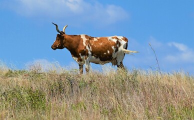 Free range longhorn