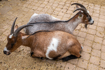 Close-up of a goat's head in natural light.