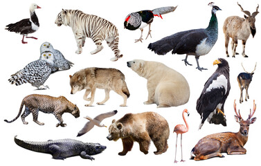Obraz premium Set of various asian isolated wild animals including birds, mammals, reptiles and insects