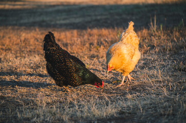 Free Range Hens Roam a Small Family Farm on a Summer's Day