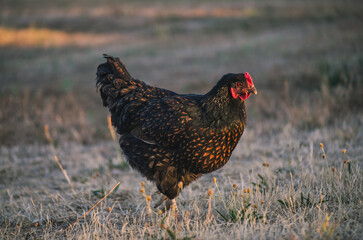 Free Range Hens Roam a Small Family Farm on a Summer's Day