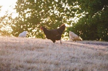 Free Range Hens Roam a Small Family Farm on a Summer's Day