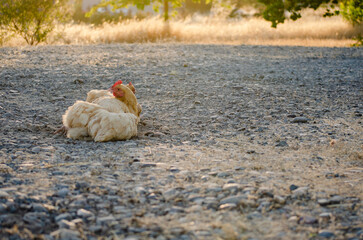 A red hen gives herself a dustbath on summer evening just as the sun begins to set, fligning dust to a fro into the sunlight