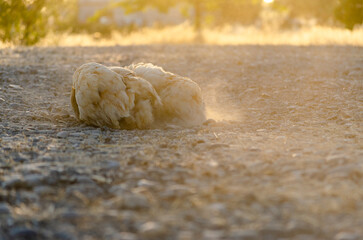 A red hen gives herself a dustbath on summer evening just as the sun begins to set, fligning dust to a fro into the sunlight