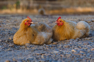 Free Range Hens Roam a Small Family Farm on a Summer's Day