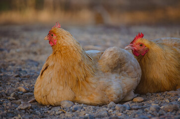 Free Range Hens Roam a Small Family Farm on a Summer's Day