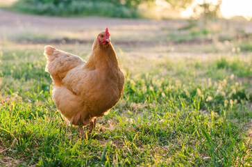 Free Range Hens Roam a Small Family Farm on a Summer's Day