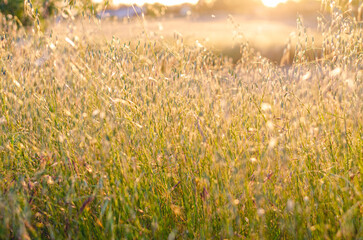 The sun sets along the California countryside and casts a golden glow among the tall grass and weeds