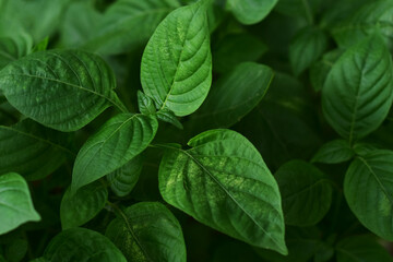 leaves