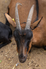 Close-up of a goat's head in natural light.