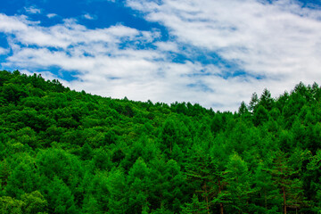 Obraz premium 長野県茅野市 初夏の御射鹿池