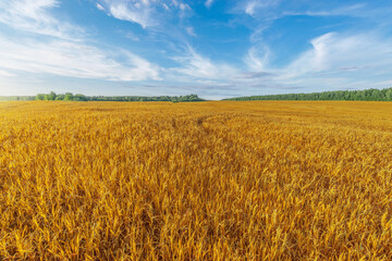 Dry grass on the field.