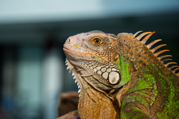 lizard, animal, green lizard with blur background