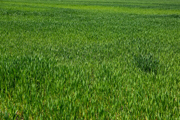 Beautiful view of agricultural field with ripening cereal crop