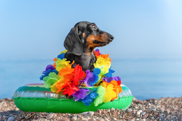 Adorable puppy in Hawaiian lei sits on inflatable ring, looks to side thoughtfully. Cute small dog...