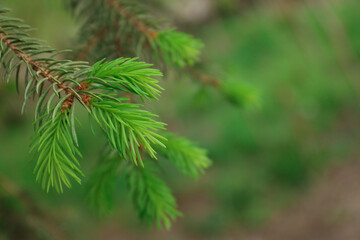 Beautiful branch of coniferous tree, closeup. Space for text