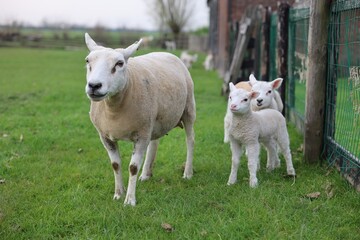 Fototapeta premium Beautiful sheep with cute lambs near fence in farmyard