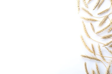 Many ears of wheat on white background, flat lay. Space for text