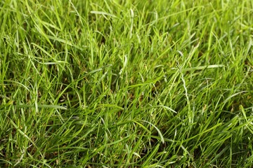 Beautiful lush green grass as background, closeup
