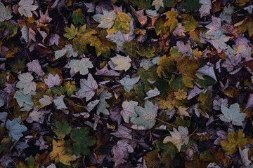 Autumn Leaves