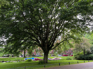 Beautiful big tree with green leaves near city canal