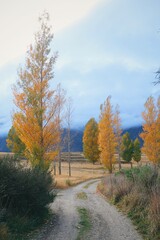 Autumn Path