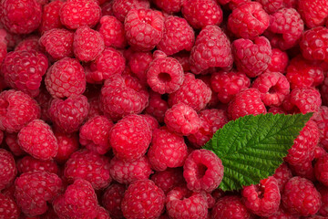 Many fresh red ripe raspberries and green leaf as background, top view