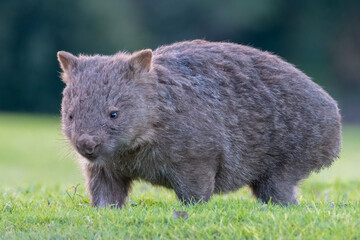 Naklejka na ściany i meble Common wombat (Vombatus ursinus), native Australian marsupial