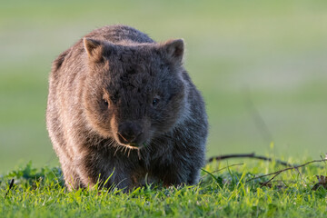 Common wombat grazing in the evening, NSW, Australia