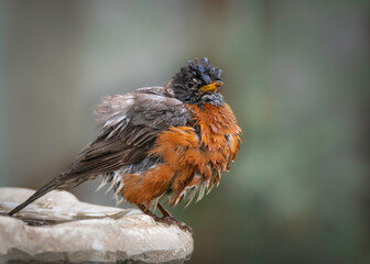 American Robin after taking a bath
