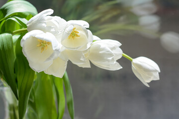 Bouquet of beautiful white tulip flowers near window indoors, closeup