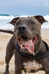 Pit Bull dog playing on the beach. Having fun with the ball and digging a hole in the sand. Partly...