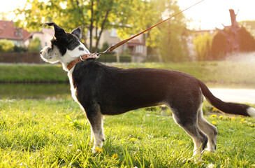 Cute dog with leash on green grass in park