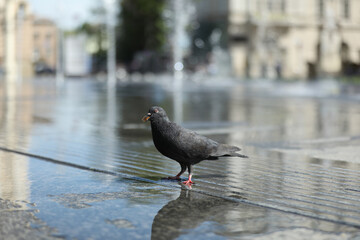 Beautiful grey dove on wet pavement outdoors