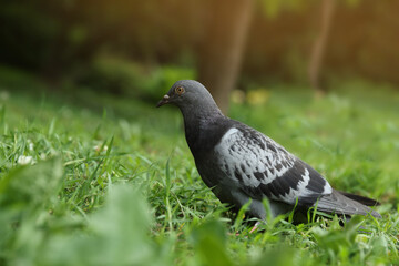 Beautiful grey dove on green grass outdoors