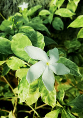 White flower growth at the garden,with wall background