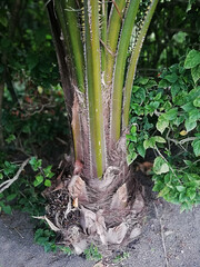 Palm tree,growth at the garden