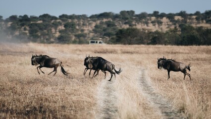 Naklejka na ściany i meble herd of wildebeests running