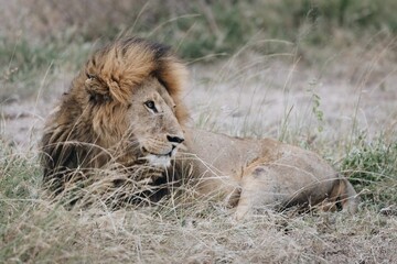 Male lion in the wild