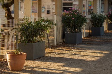 Pots with plants for the atmosphere on the city street at sunset.
