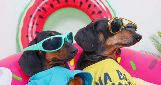 Portrait of two funny dachshund dogs in sunglasses who sit in inflatable swimming ring, watch someone carefully and shake nervously while trying to relax on the beach on vacation