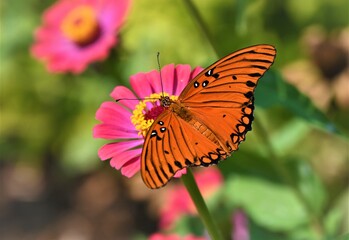 Monarch Posing