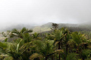 Fototapeta na wymiar trees in the tropical fog of el yunque national park