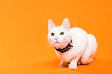Portrait of young white cat on orange background. playful naughty looks