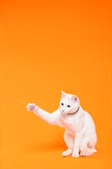 Portrait of young white cat on orange background. playful naughty looks