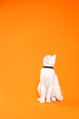 Portrait of young white cat on orange background. playful naughty looks