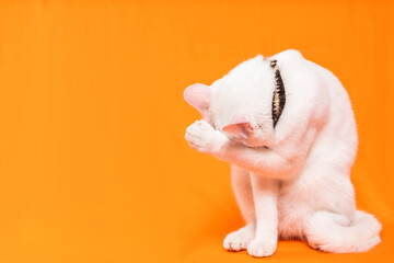 Portrait of young white cat on orange background. playful naughty looks