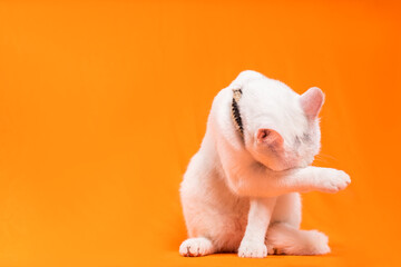 Portrait of young white cat on orange background. playful naughty looks