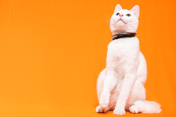 Portrait of young white cat on orange background. playful naughty looks
